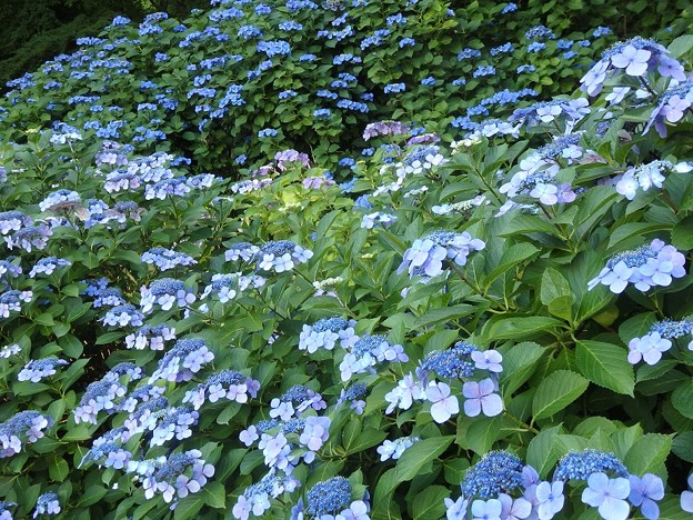 山紫阳花高幡不动