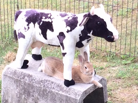 2015年夏　うさぎ