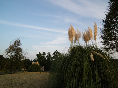 昭和記念公園 740