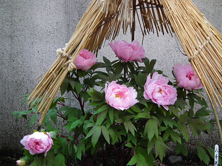DSCF0010