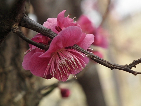 DSCF0114