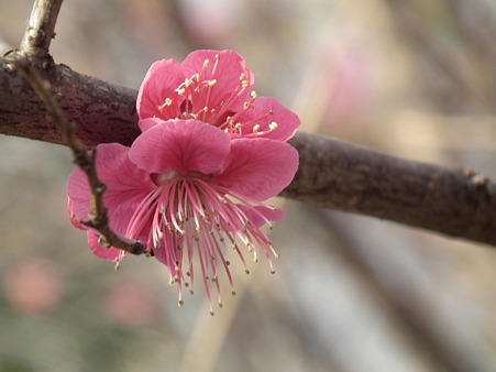 DSCF0249