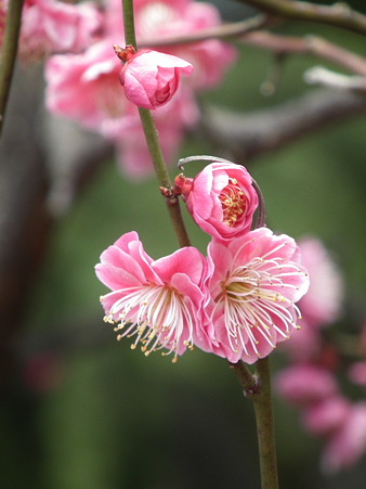 DSCF0123