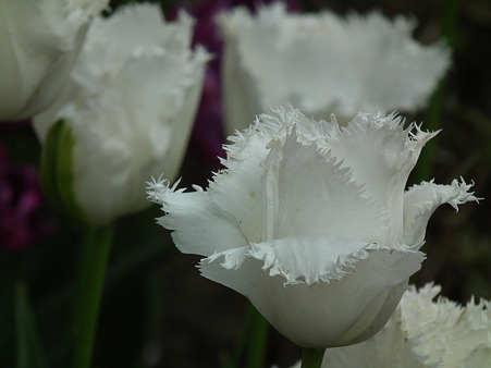 DSCF0356