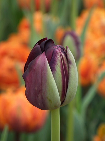 DSCF0244