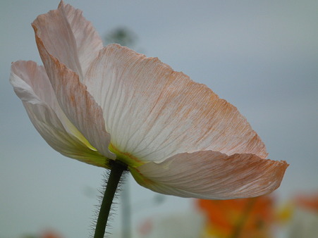 DSCF0486