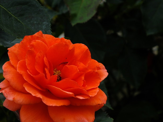 DSCF0457