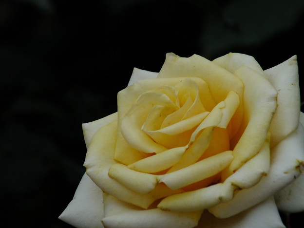 DSCF0518