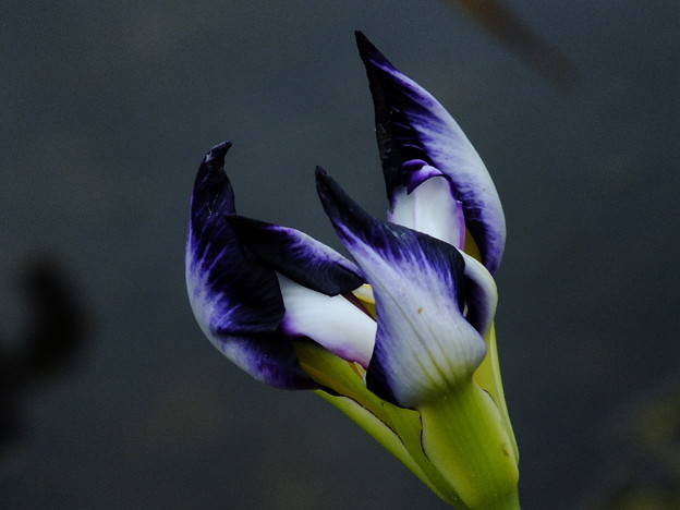 DSCF0510