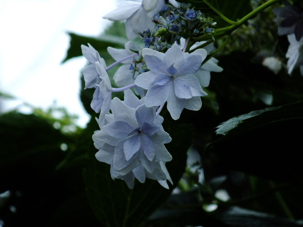 DSCF0076