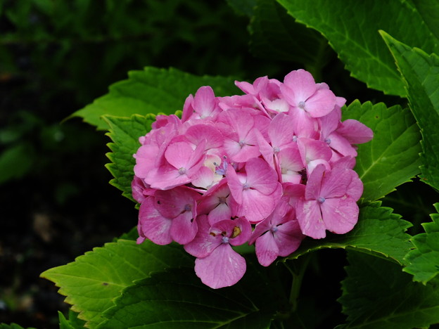 DSCF0127