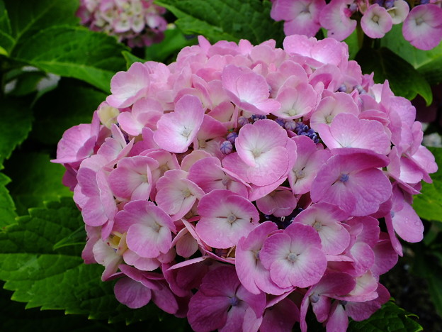 DSCF0037