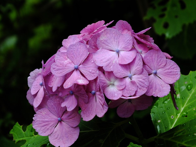 DSCF0206