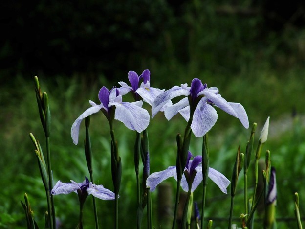 DSCF0477