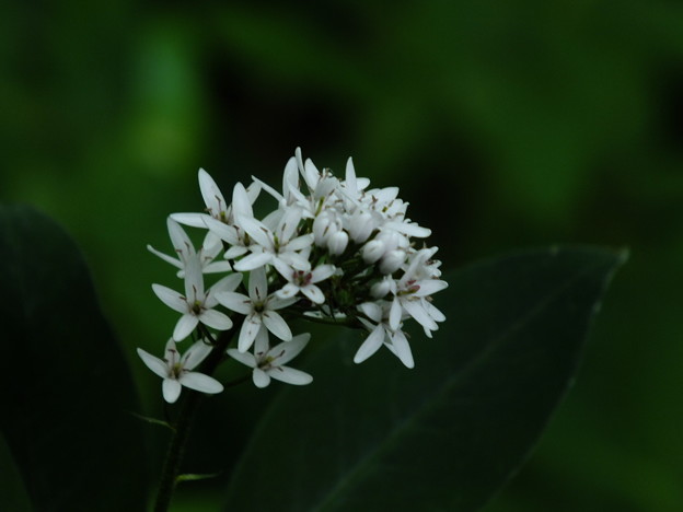 DSCF0248