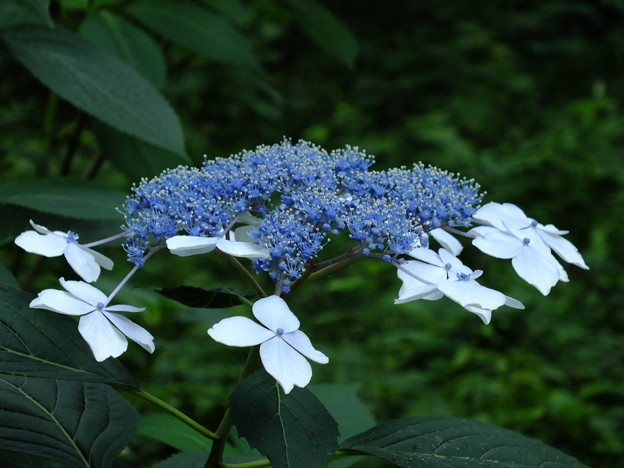 DSCF0264