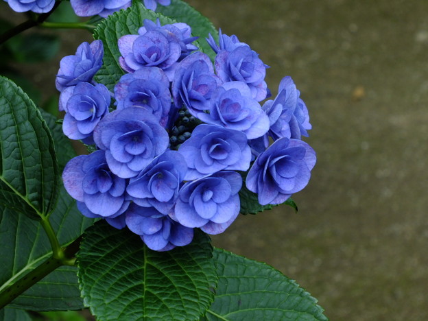 DSCF0071