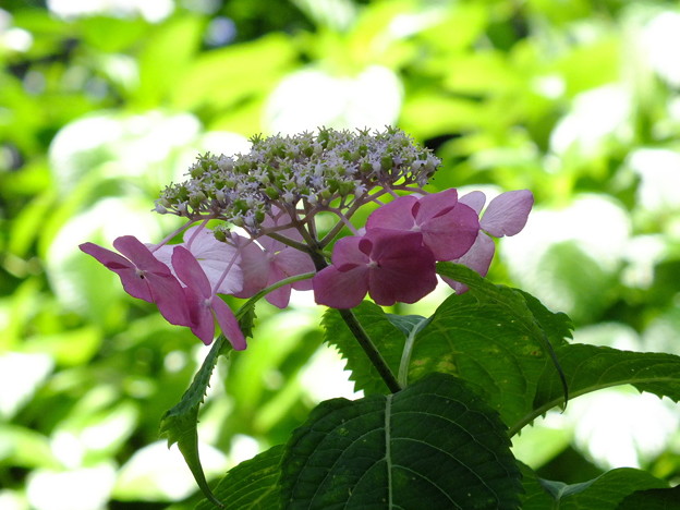 DSCF0250