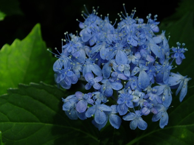 DSCF0212