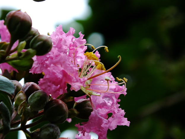 DSCF0036