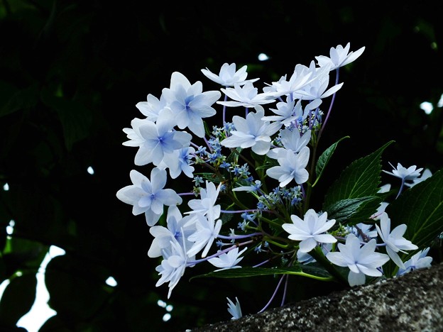 DSCF0080
