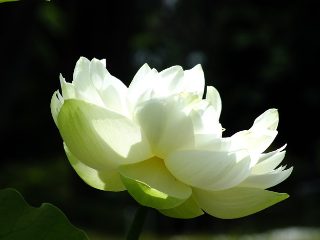 DSCF0040