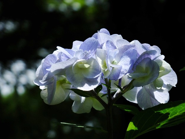 DSCF0191