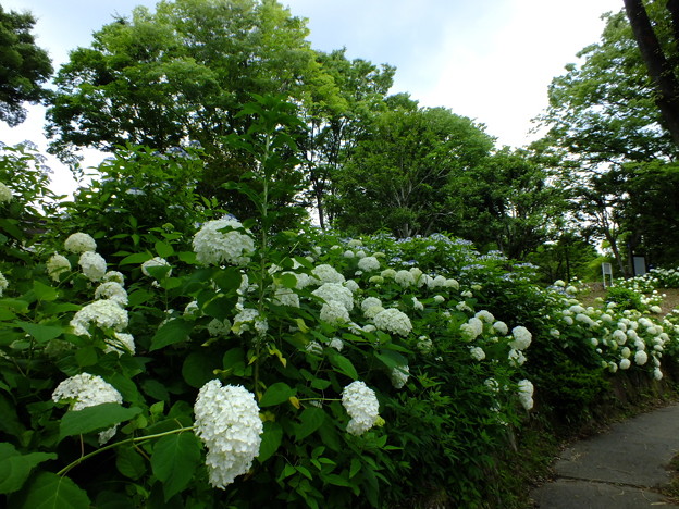 DSCF0445
