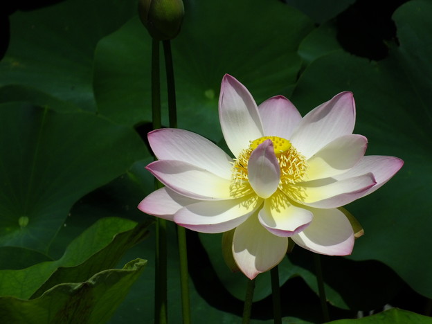 DSCF0005