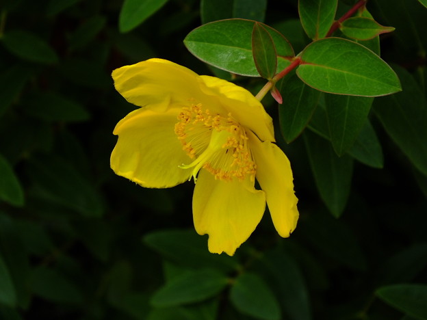 DSCF0249