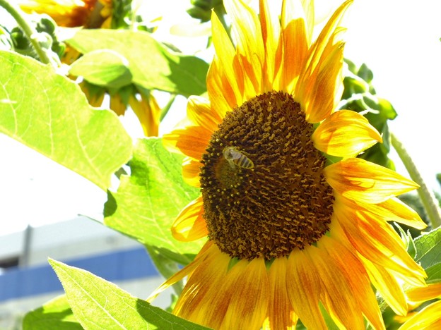 DSCF0042