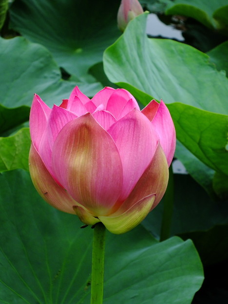 DSCF0148