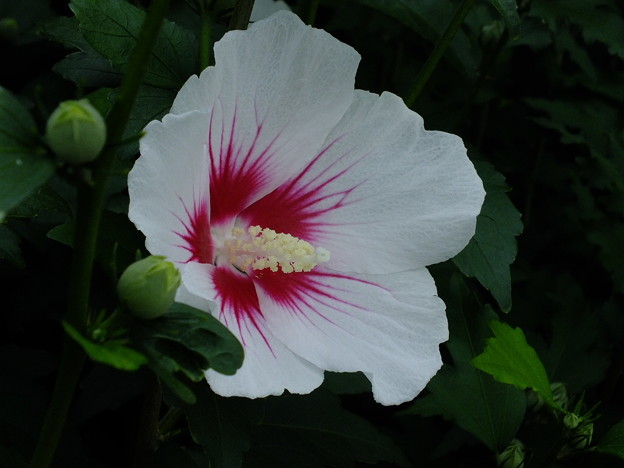 DSCF0495