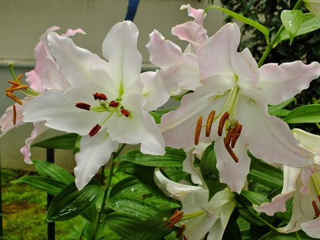 DSCF0051