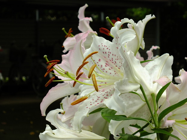 DSCF0059