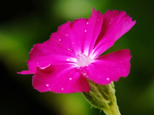 DSCF0232