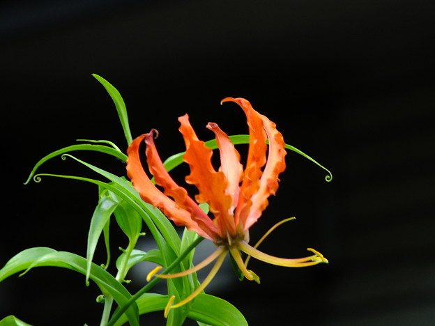 DSCF0379