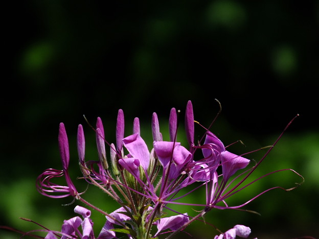 DSCF0216
