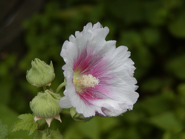 P7070054