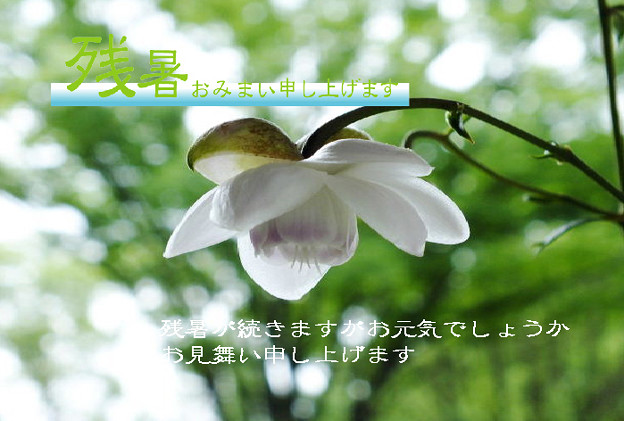 残暑39