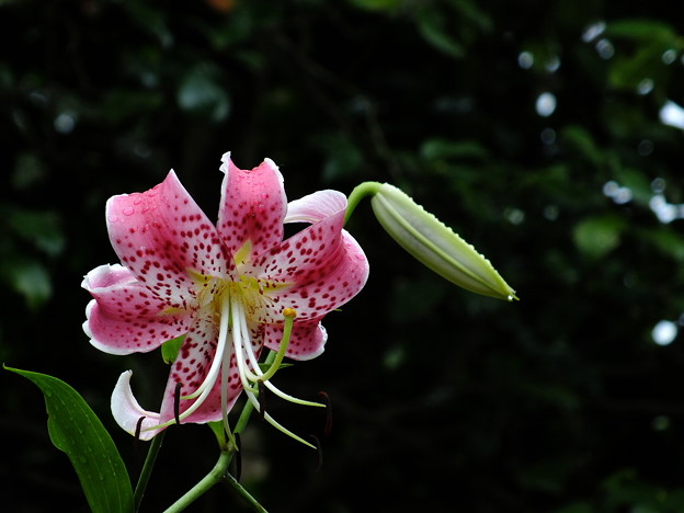 DSCF0073
