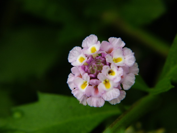 DSCF0160