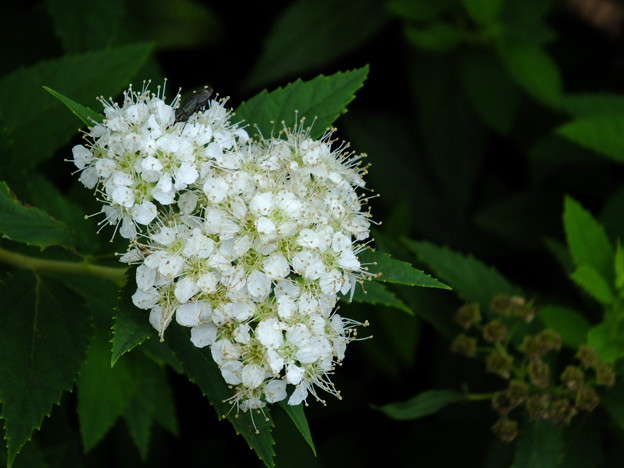 DSCF0177