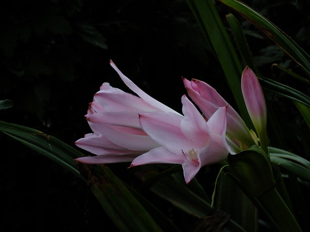 DSCF0174