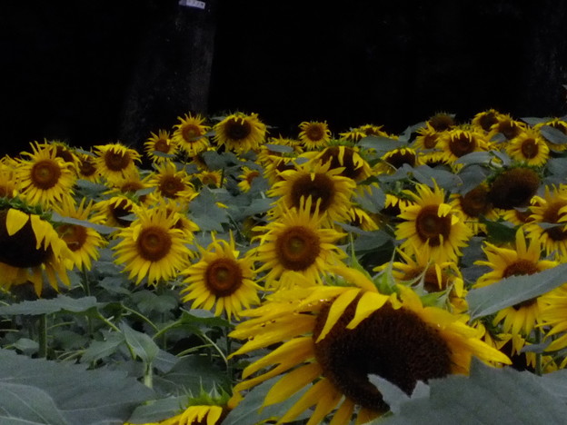 DSCF0080