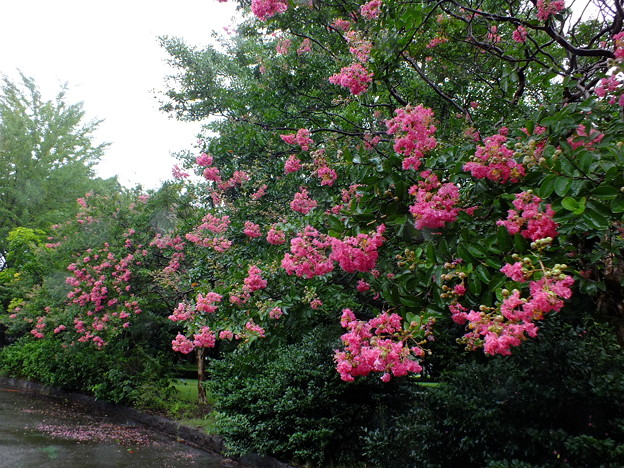 DSCF0092