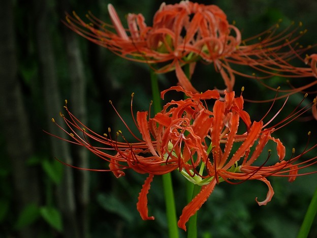 DSCF0024