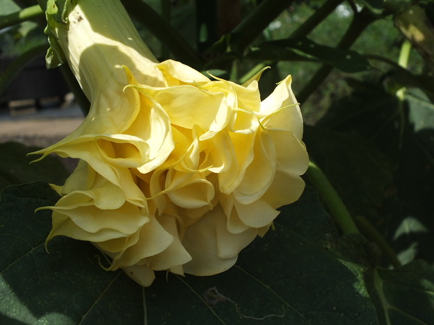 DSCF0228