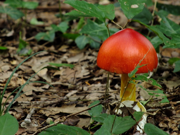 DSCF0060