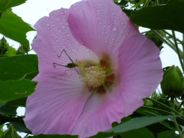 DSCF0071